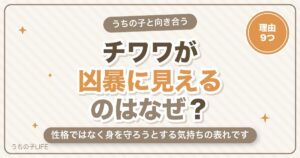 チワワが凶暴と言われるのはなぜ？急に怒る・噛む理由と直し方