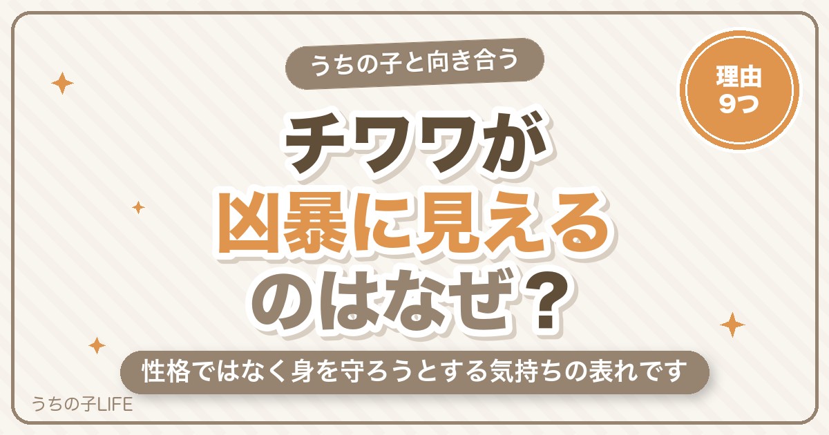 チワワが凶暴と言われるのはなぜ？急に怒る・噛む理由と直し方