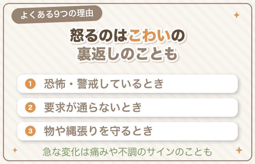 チワワが急に怒る・唸る・噛む9つの理由