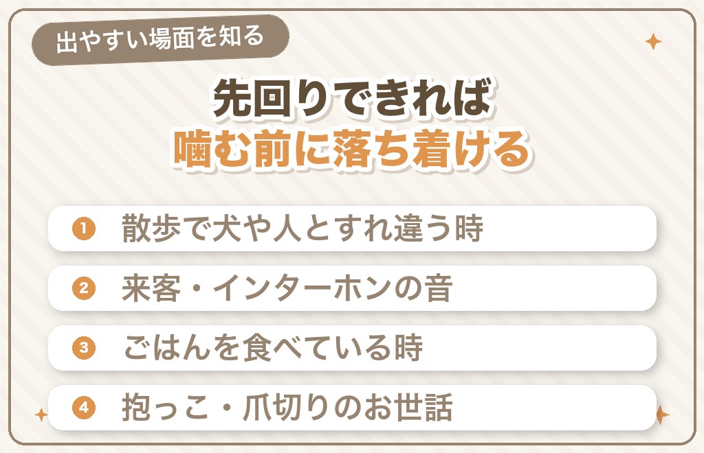 チワワが凶暴になりやすい場面と先回り対策