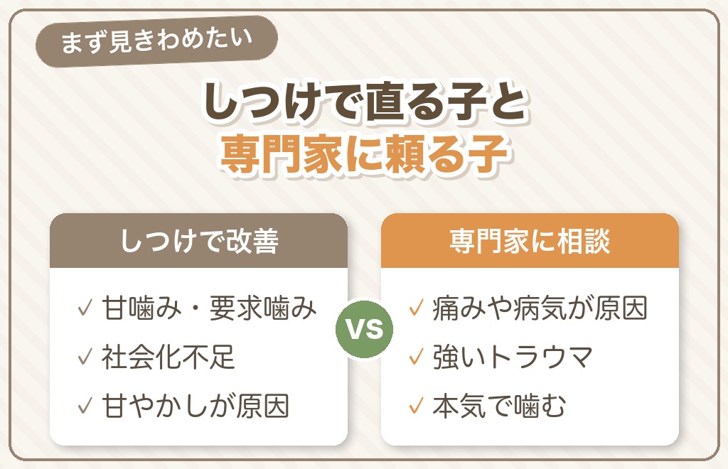 チワワの凶暴が治る場合と改善しにくい場合の線引き