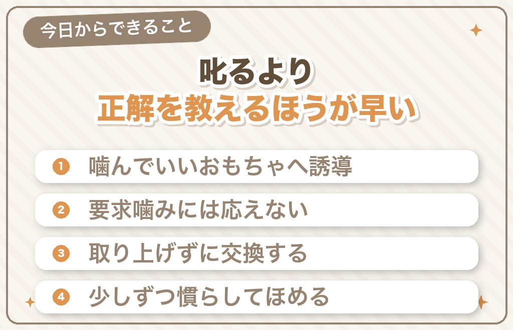 チワワの凶暴・噛み癖の直し方7つ