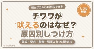 チワワが吠えるのはなぜ？理由と原因別のしつけ方をやさしく解説