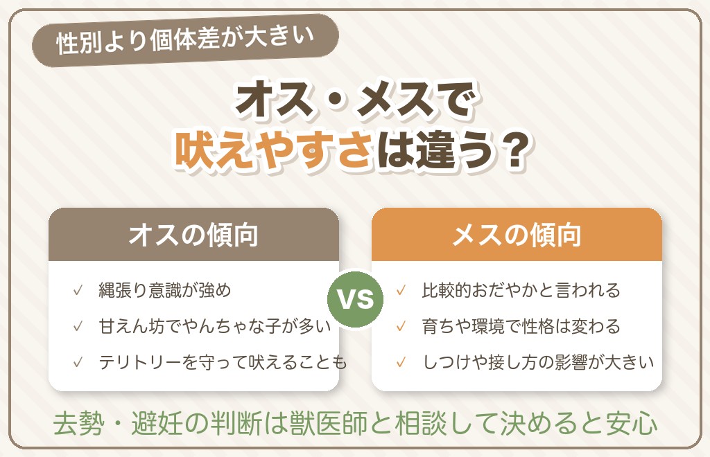 チワワの吠えやすさはオス・メスで違う？