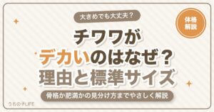 チワワがデカいのはなぜ？大きくなる理由と標準サイズを解説