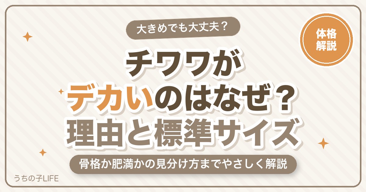 チワワがデカいのはなぜ？大きくなる理由と標準サイズを解説