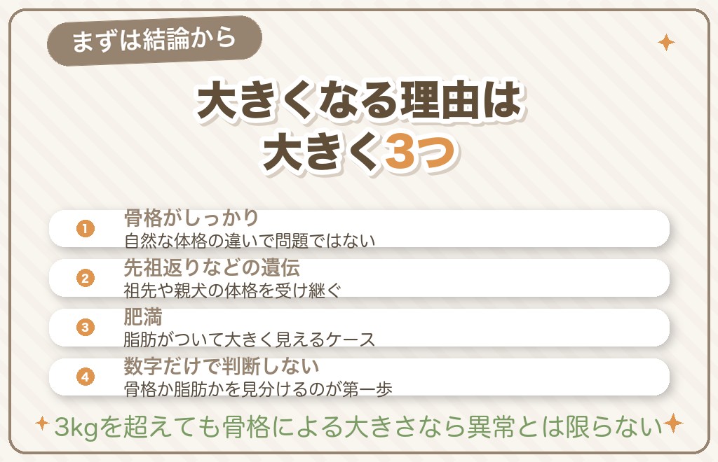 チワワが「デカい」のはなぜ?まず結論