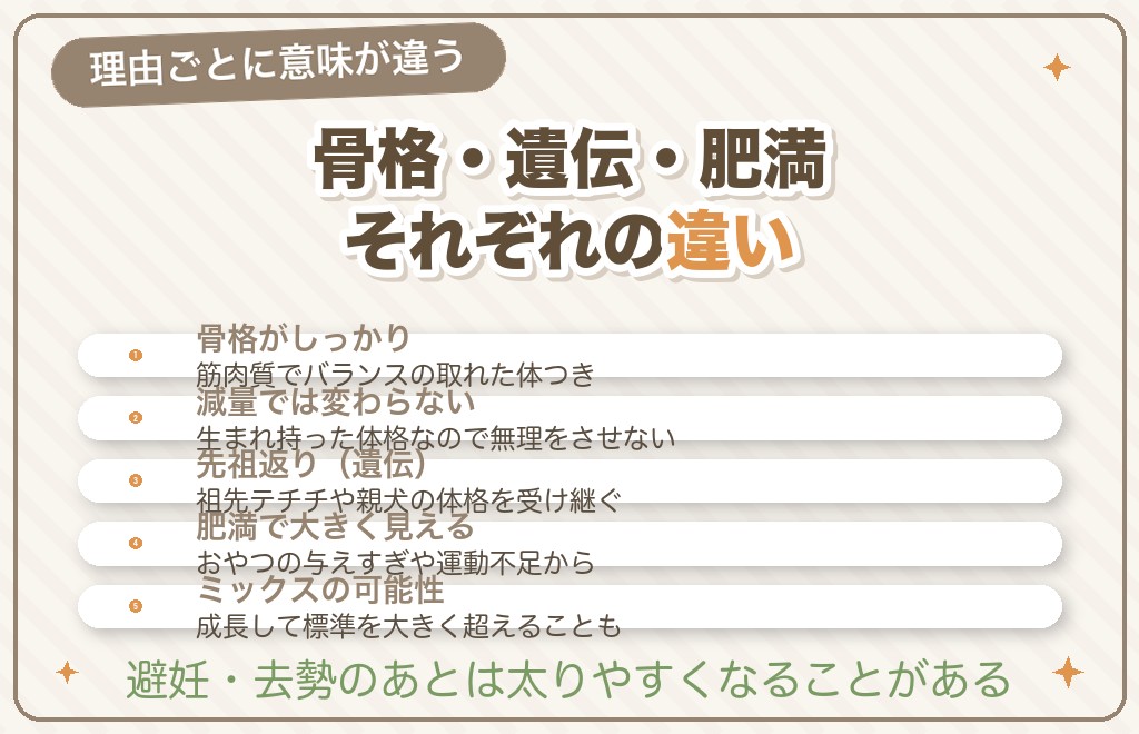 チワワが大きくなる3つの理由