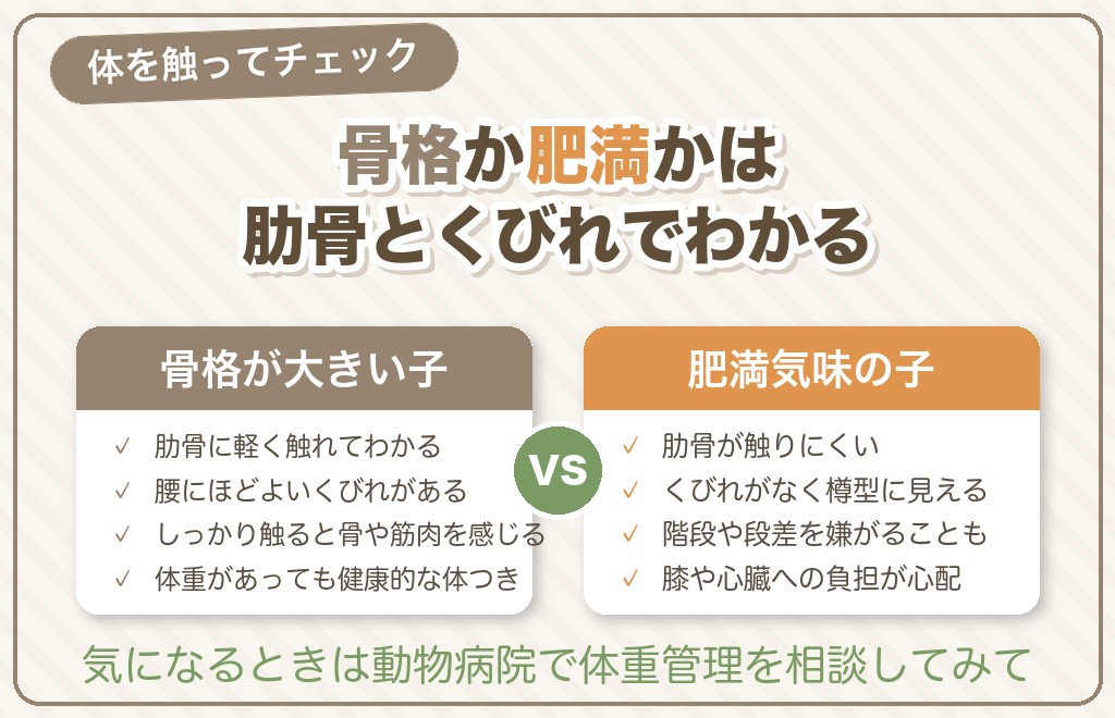 骨格が大きい?肥満?デカいチワワの見分け方