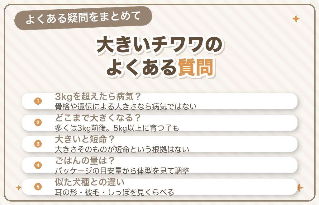 大きいチワワに関するQ&A