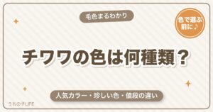 チワワの色（毛色）は何種類？人気カラー・珍しいレアカラーと値段の違い