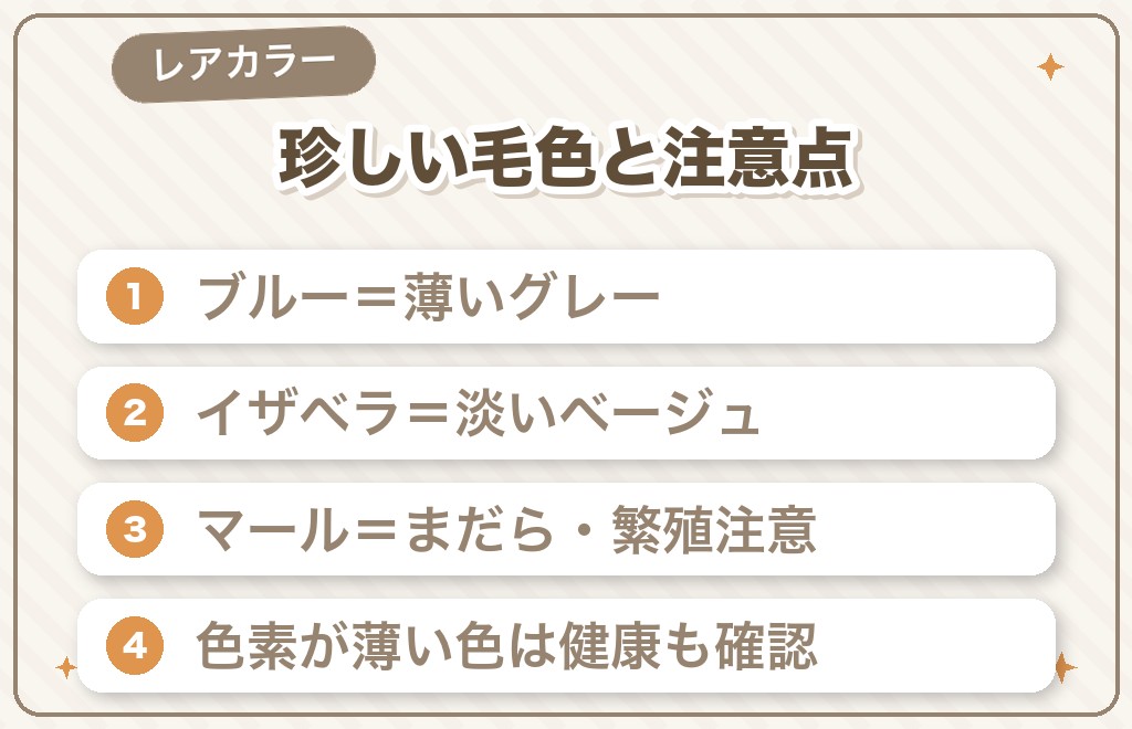 チワワの珍しい毛色（レアカラー）とは？