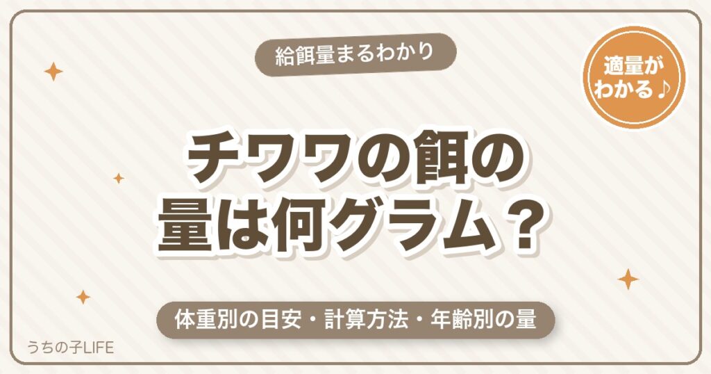 チワワの餌の量は体重別で何グラム？計算方法と年齢別の目安