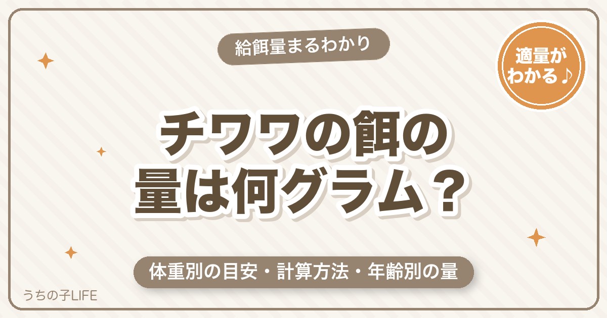 チワワの餌の量は体重別で何グラム？計算方法と年齢別の目安