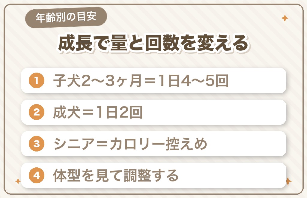 年齢別のチワワの餌の量と回数の目安