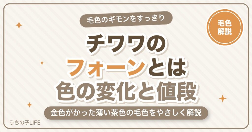 チワワのフォーンとは？毛色の特徴・色の変化・値段をやさしく解説