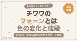 チワワのフォーンとは？毛色の特徴・色の変化・値段をやさしく解説