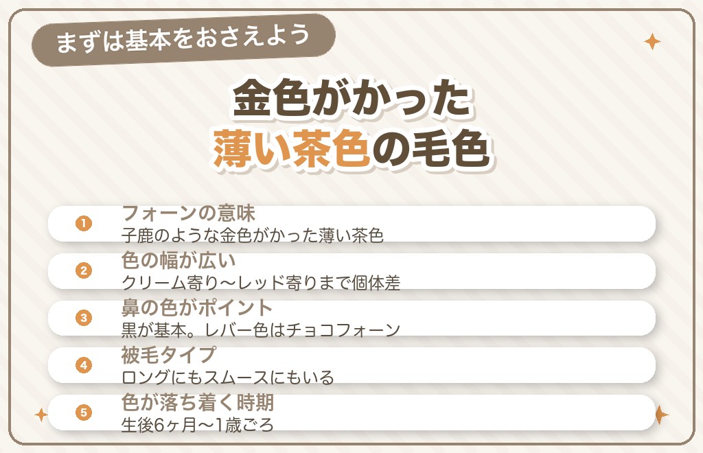 チワワのフォーンとは？どんな毛色？
