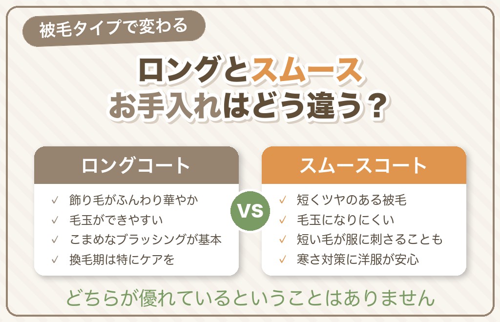 フォーンのチワワの被毛タイプ（ロング・スムース）