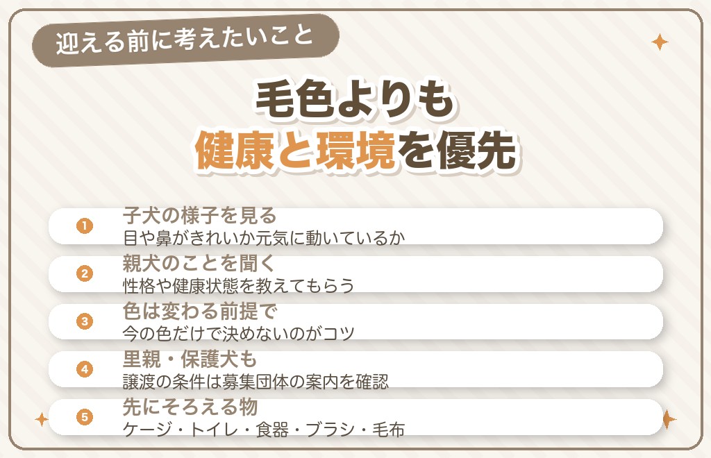 フォーンのチワワを迎えるときのポイント