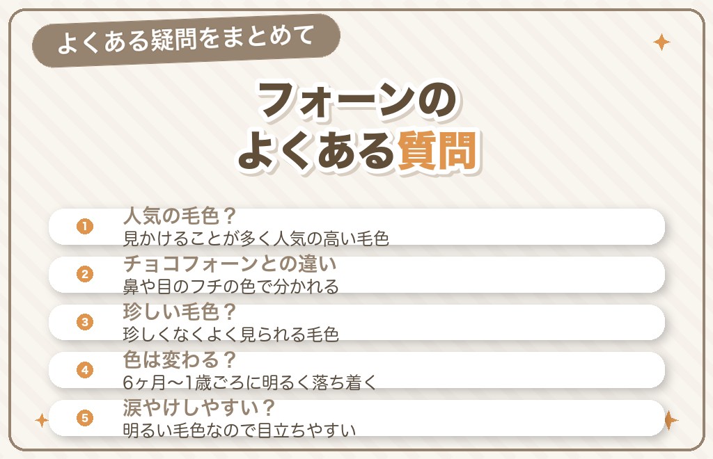 チワワのフォーンに関するQ&A