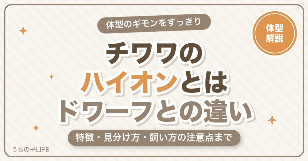 チワワのハイオンとは？特徴・ドワーフとの違いと見分け方を解説