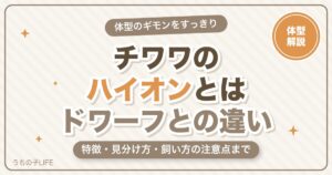 チワワのハイオンとは？特徴・ドワーフとの違いと見分け方を解説