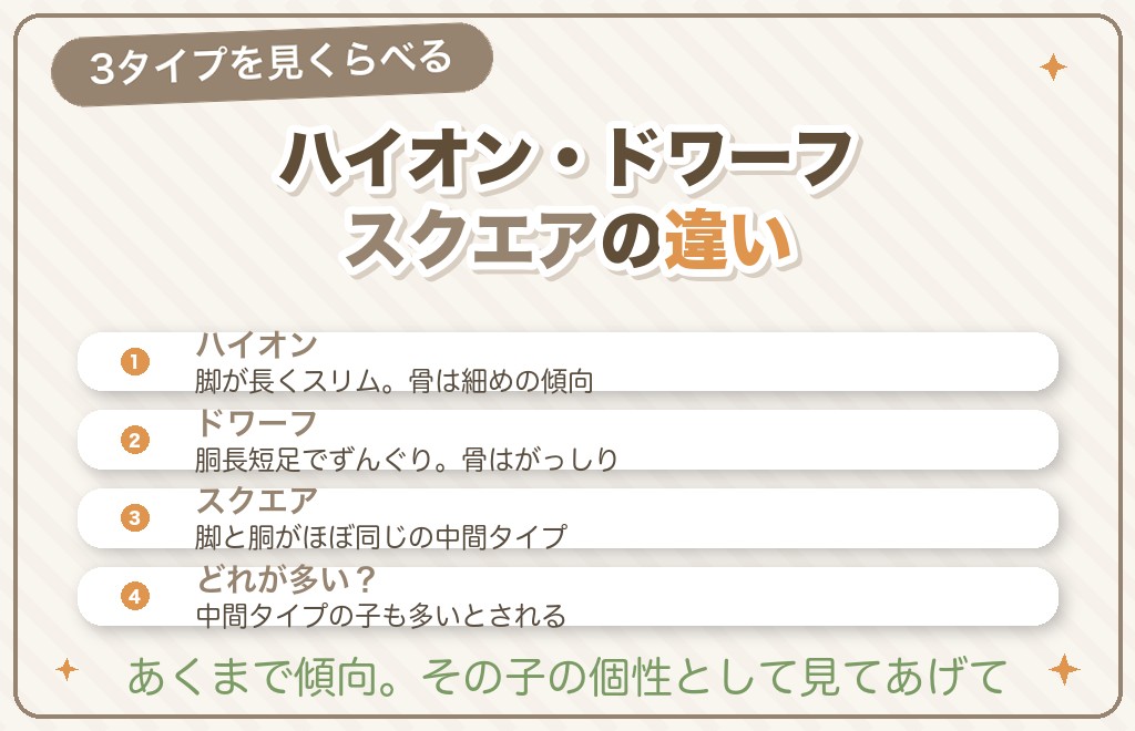 チワワの体型3タイプ（ハイオン・ドワーフ・スクエア）の違い