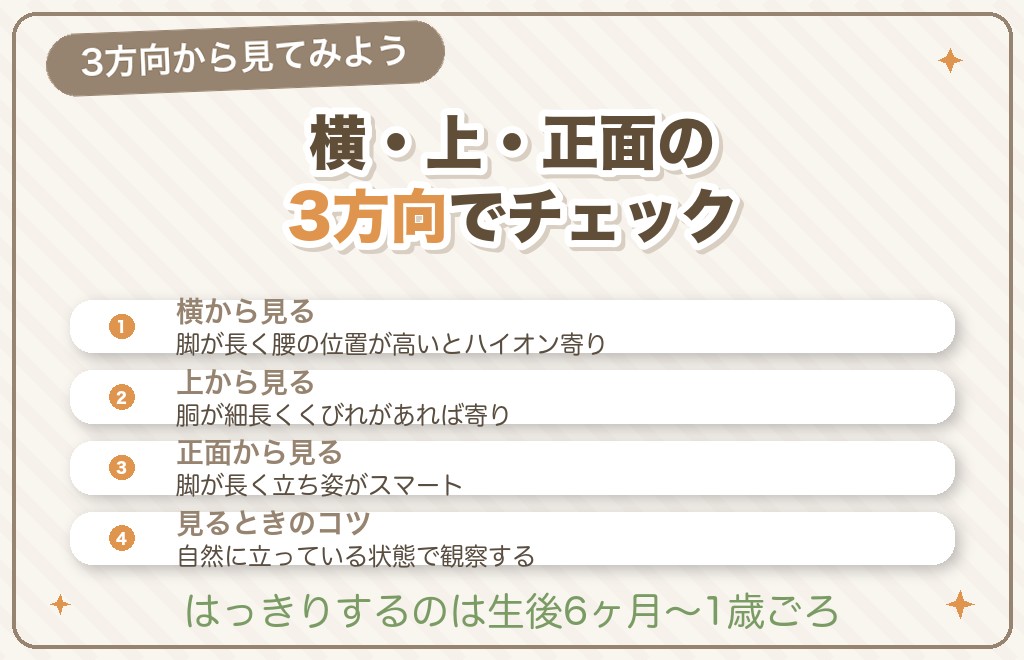 チワワのハイオンの見分け方