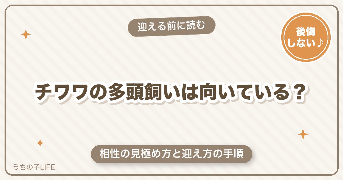チワワの多頭飼いは向いている？相性の見極め方と迎え方の手順