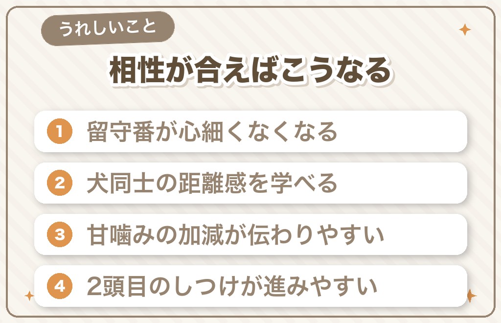 チワワを多頭飼いするメリット