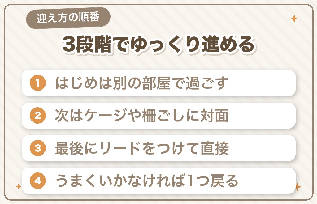 チワワの多頭飼いを始める手順と顔合わせのしかた