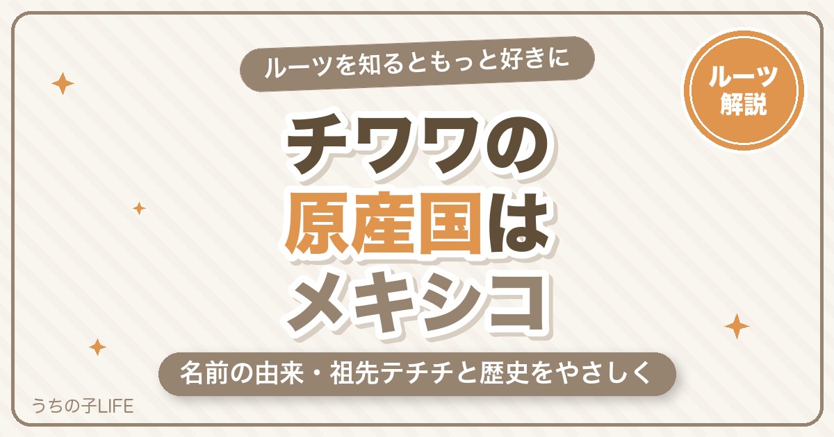 チワワの原産国はどこ？名前の由来・祖先テチチと歴史をやさしく解説