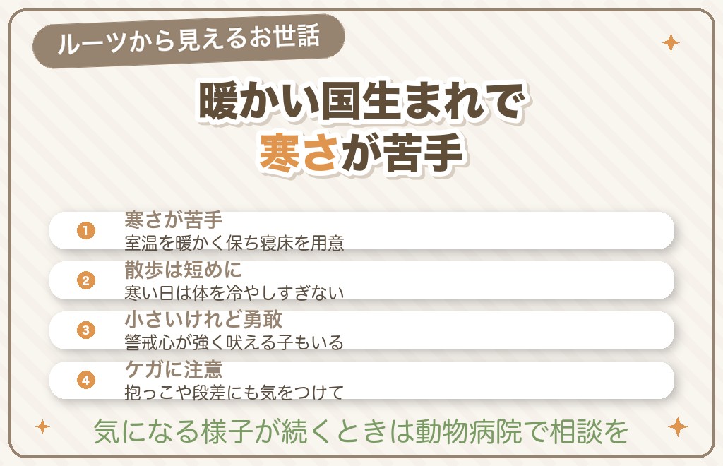 原産国から見えるチワワの特徴と飼い方のヒント