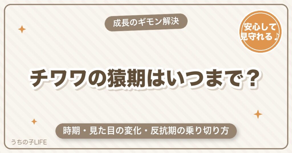 チワワの猿期（ブサイク期）はいつからいつまで？特徴と反抗期の乗り切り方