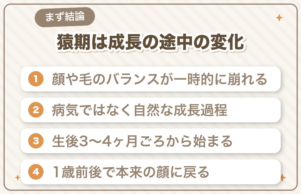 チワワの猿期（ブサイク期）とは？まず結論