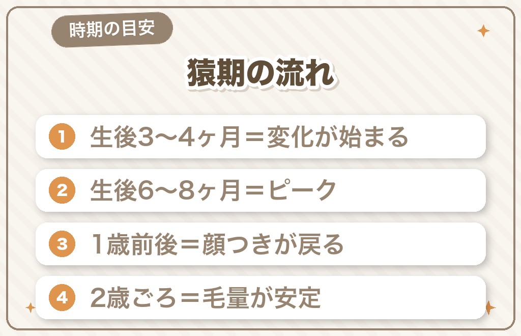 チワワの猿期はいつからいつまで？時期の目安