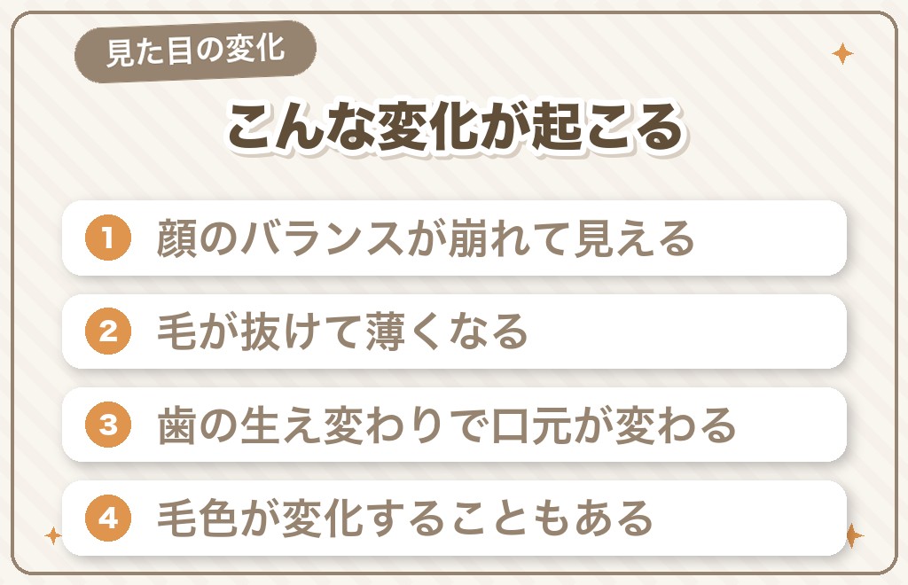 猿期のチワワに起こる見た目の変化
