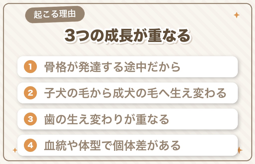 チワワに猿期（ブサイク期）が起こる理由