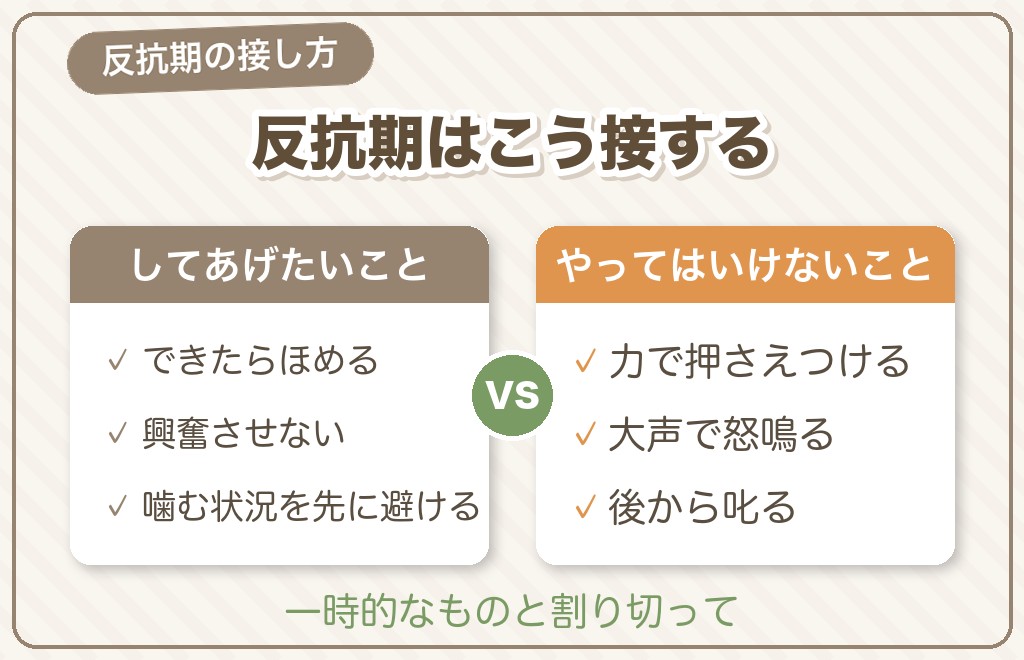 チワワの猿期と一緒に来る「反抗期」の特徴と接し方