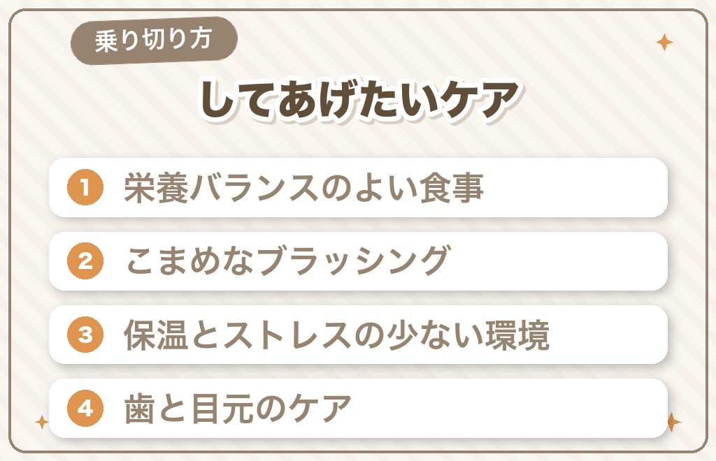猿期のチワワにしてあげたいケアと乗り切り方