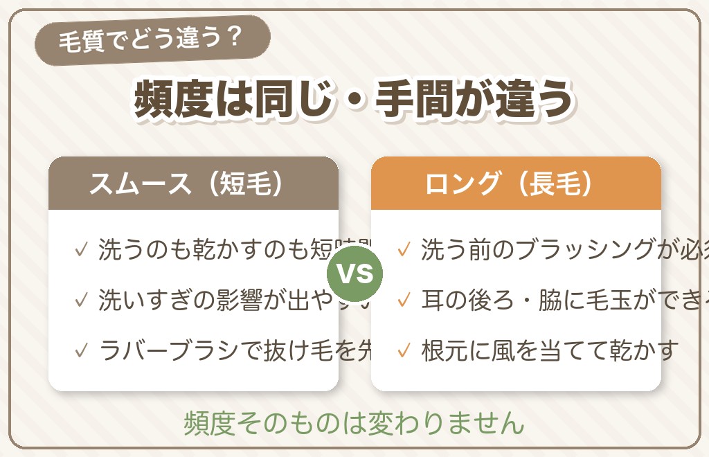 スムースとロングで違う？チワワの毛質別シャンプーのコツ