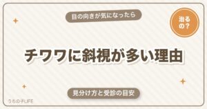 チワワに斜視が多い理由は？見分け方・治るのかと受診の目安を解説