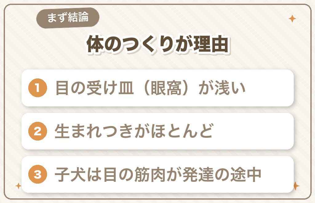 チワワに斜視が多い3つの理由