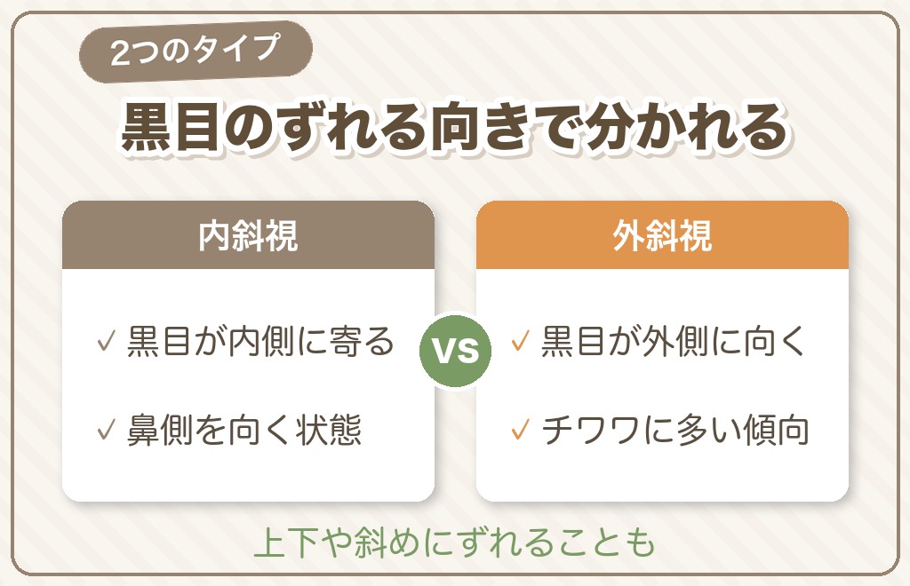 チワワの斜視とは？内斜視・外斜視の違いと見分け方
