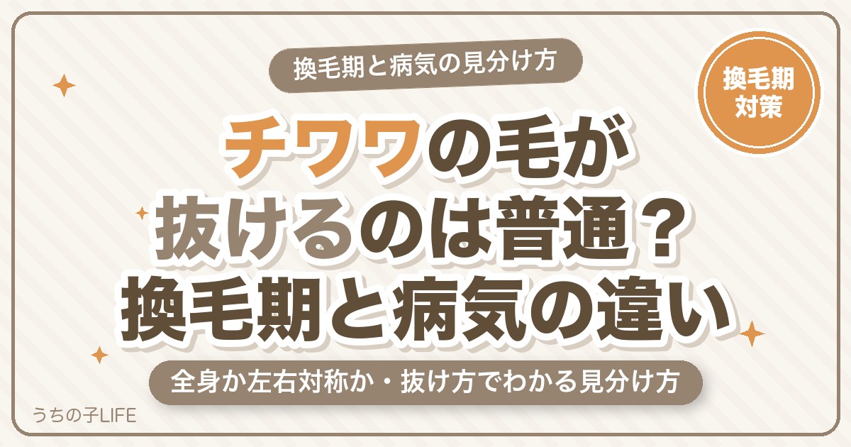 チワワの毛が抜けるのは普通？換毛期と病気の見分け方・対策