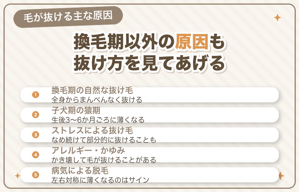 チワワの毛が抜ける原因（換毛期・猿期・病気）
