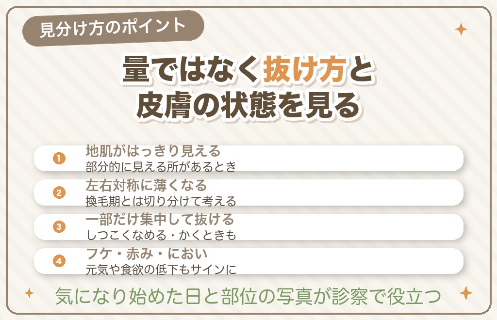 チワワの換毛期の抜け毛と病気の見分け方
