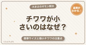 チワワが小さいのはなぜ？標準サイズと極小チワワの注意点