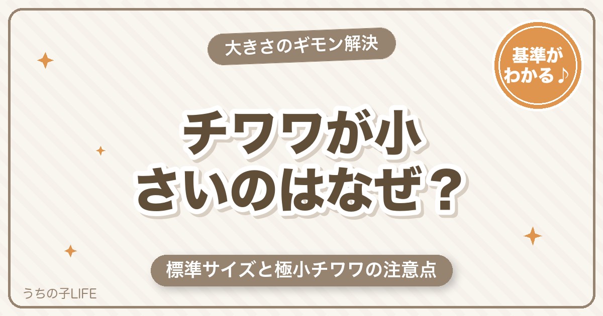 チワワが小さいのはなぜ？標準サイズと極小チワワの注意点